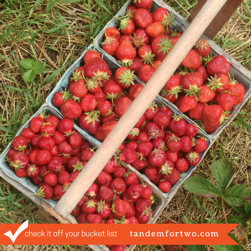 Check It Off Your Bucket List: Go Strawberry Picking