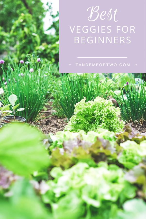 Best Veggies for Beginning Gardeners