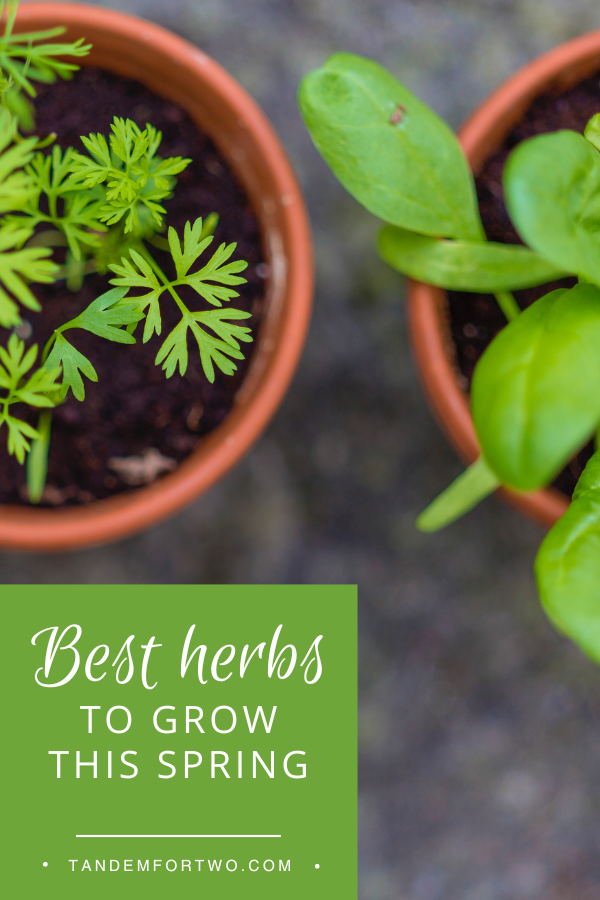 Spring Erbse Best Herbs to Grow This Spring – Tandem For Two