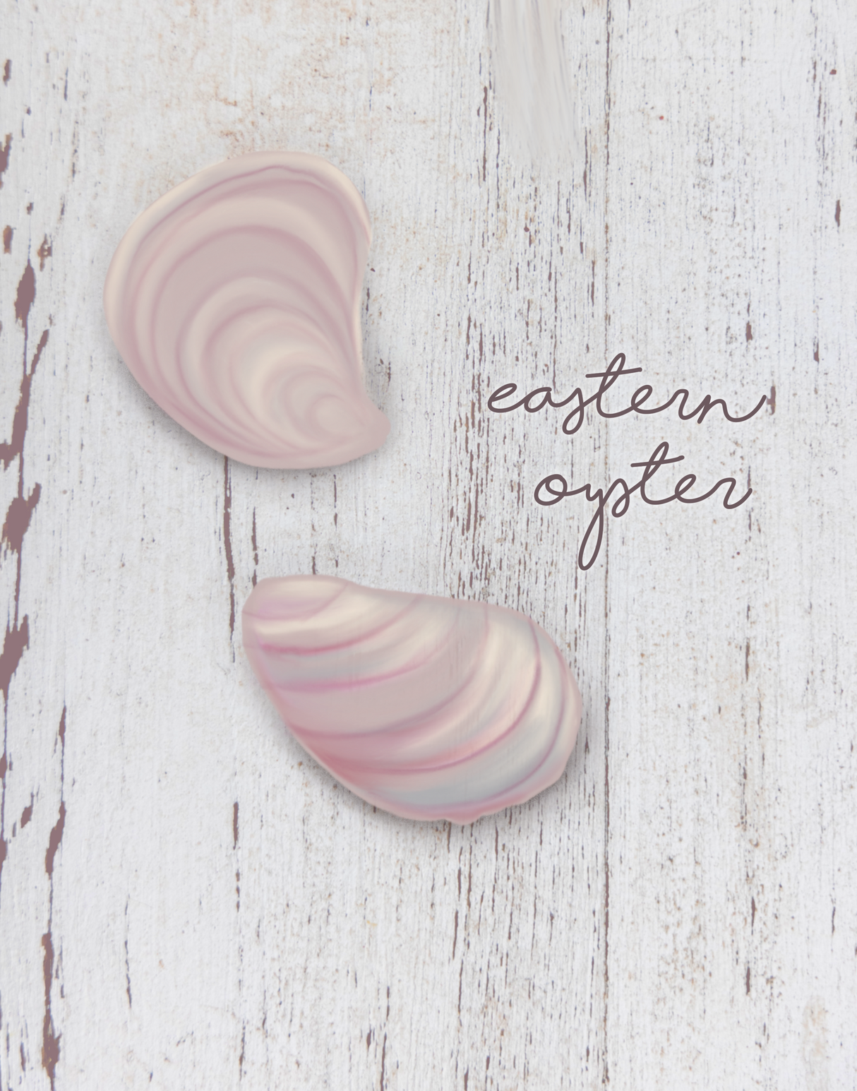 Eastern Oyster